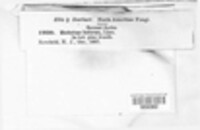 Suillus luteus image